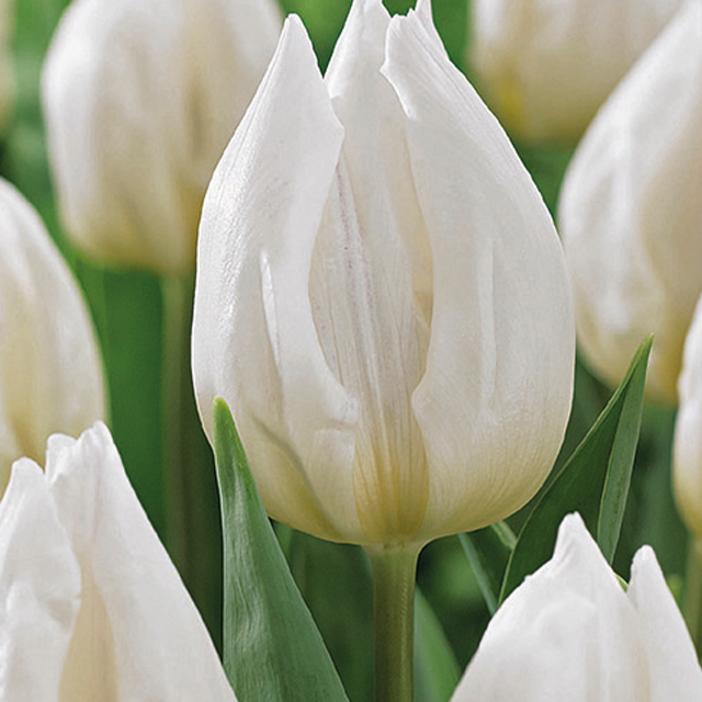 Tulipa white prince 10/1