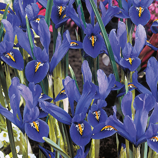Iris reticulata harmony 12/1
