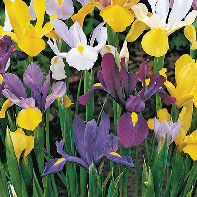 Iris hollandica mix 25/1