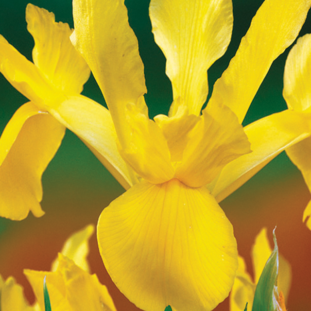 Iris holl.royal yellow 25/1