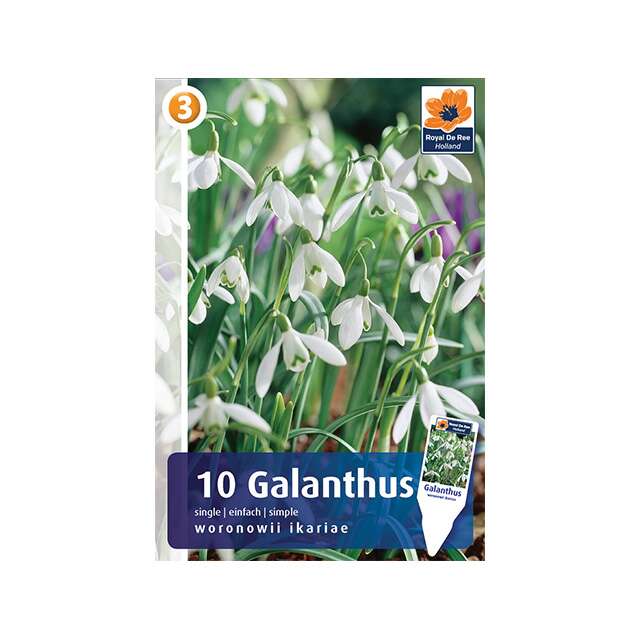 Galanthus ikariae 10/1 - visibaba