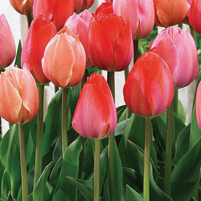 Tulipa pink promise mix 10/1