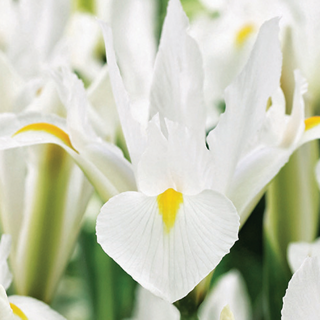 Iris white excelsior 25/1