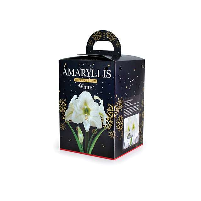 Amaryllis white 1/1