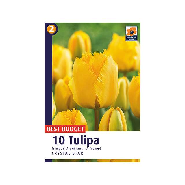 Tulipa crystal star