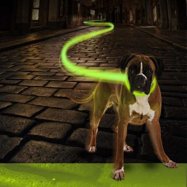 Ogrlica za psa svetleca, neon zelena
