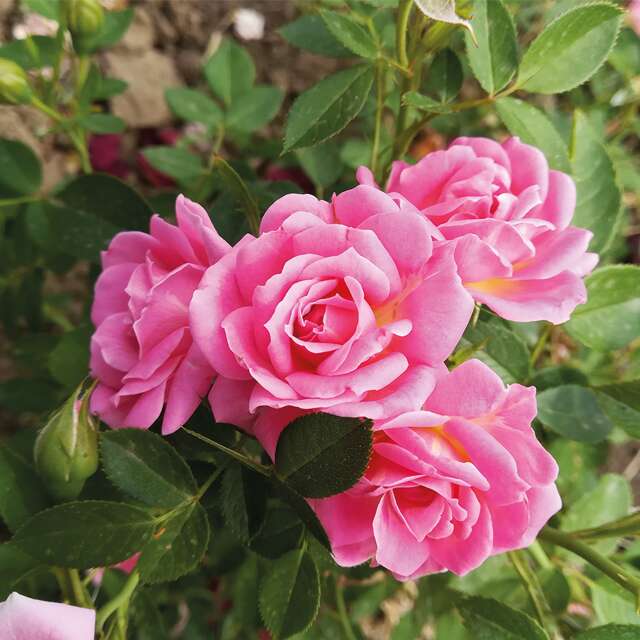 Sad.ruza mini bella simphony, roza, floris