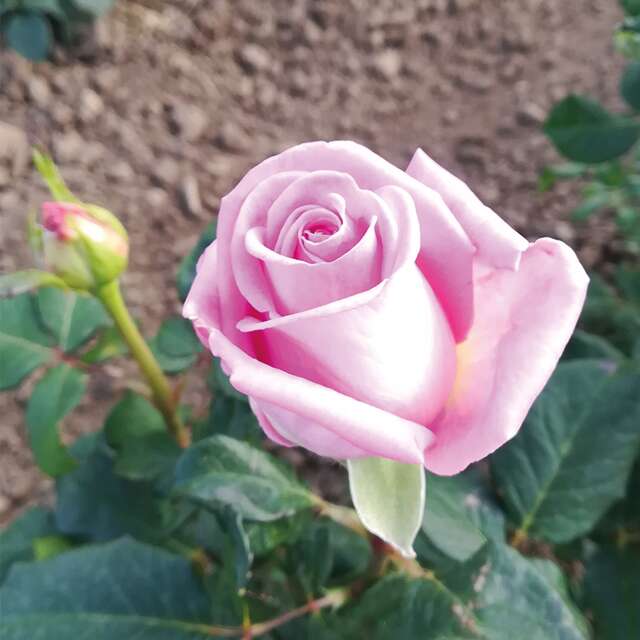 Sad.ruza cajevka kiano, roza, floris
