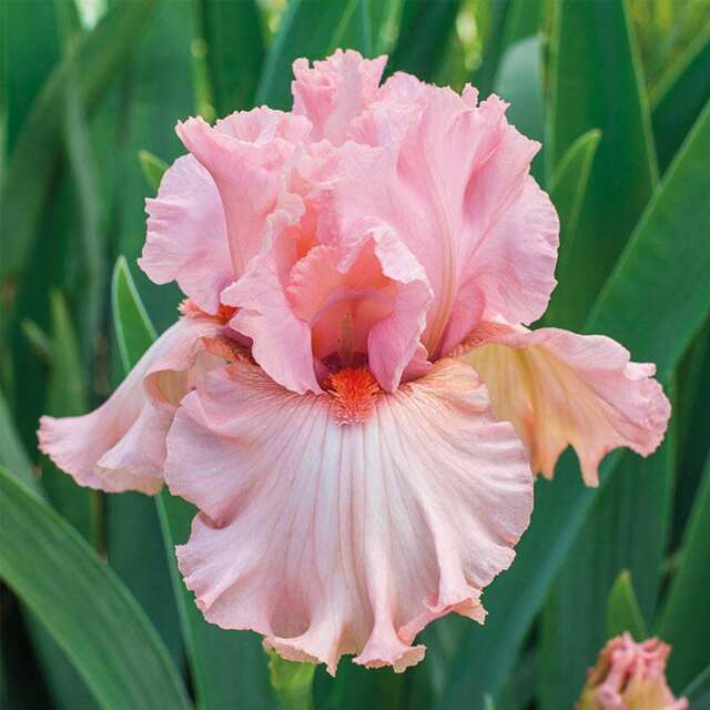 Iris  p germanica pink 1/1