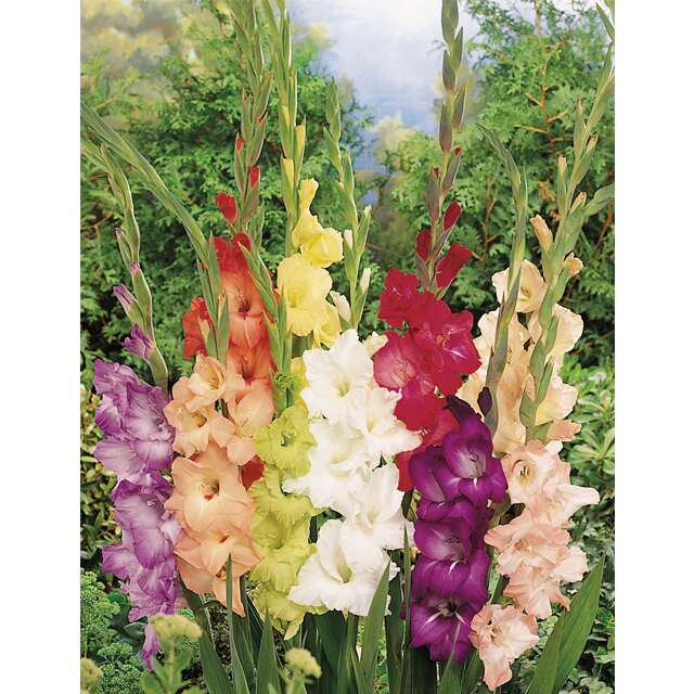 Gladiolus p largeflowering mix 10/1