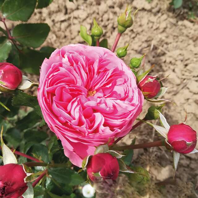 Sad.ruza parkovska leonardo da vinci, roza, floris